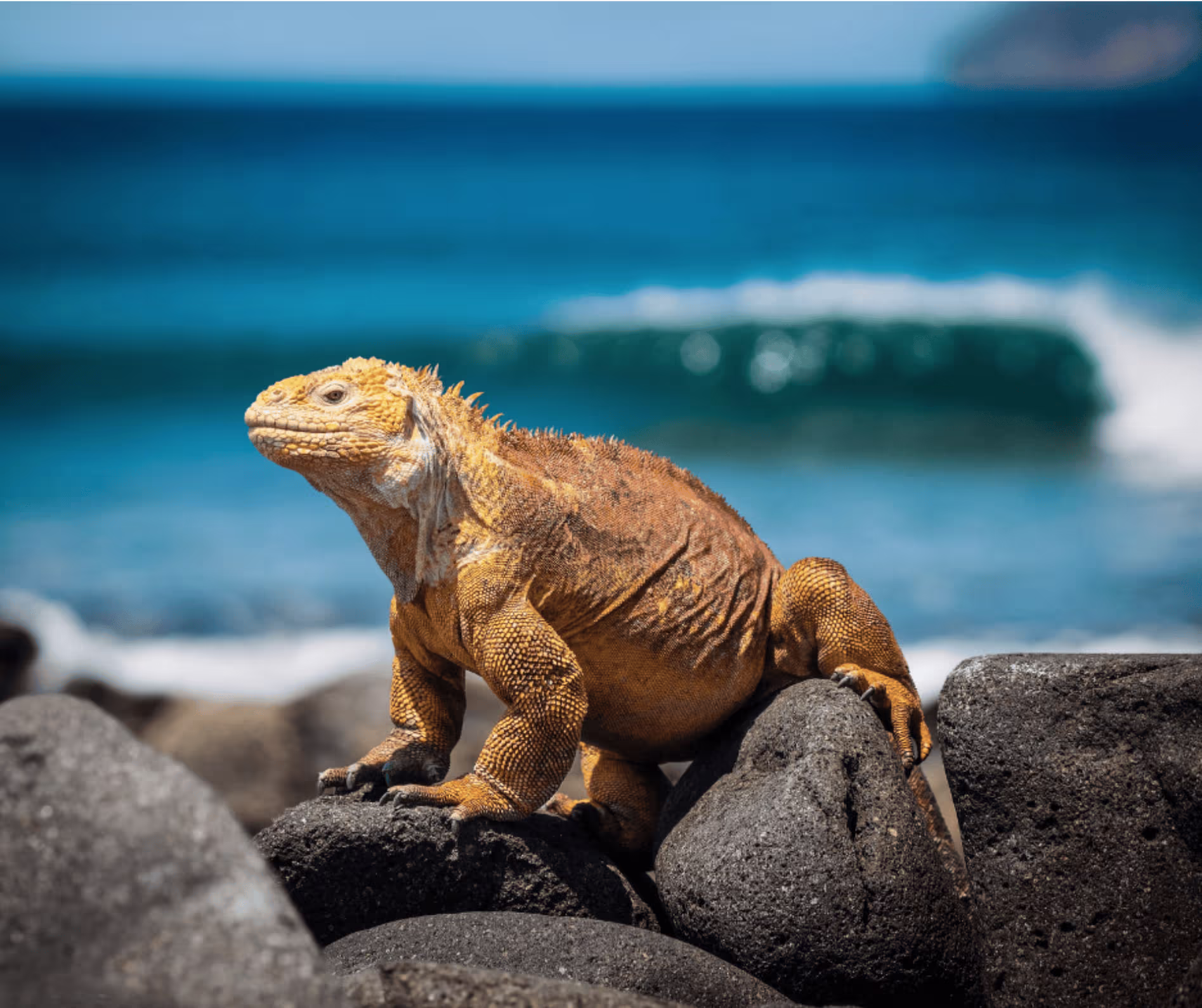 Galápagos Yoga Retreat